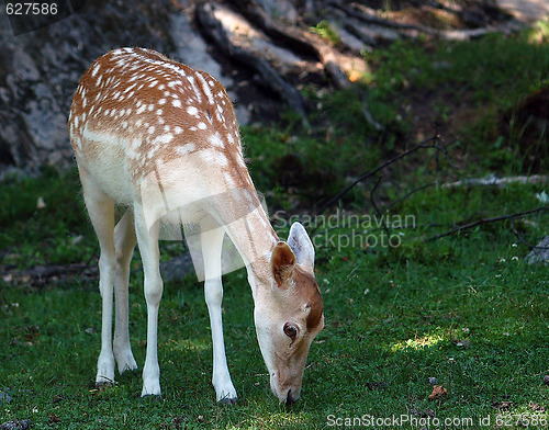 Image of Deer