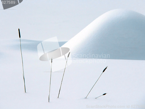 Image of Winter still life