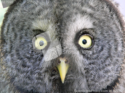 Image of Northern Spotted Owl (Strix occidentalis caurina)