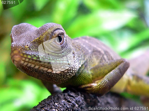 Image of Water Dragon (Physignathus cocincinus)