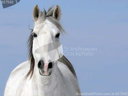 Image of Pale Rider (Horse - Equus caballus)