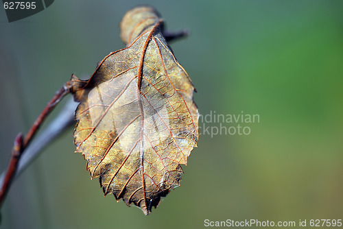 Image of Autumn Leaf