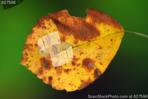 Image of Autumn Leaf