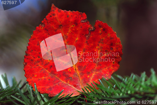 Image of Autumn Leaf