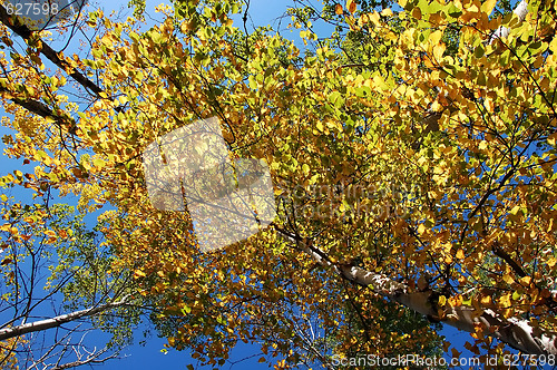 Image of Atumn's tree