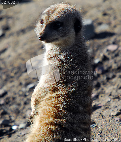 Image of Meerkat (Suricata suricatta)