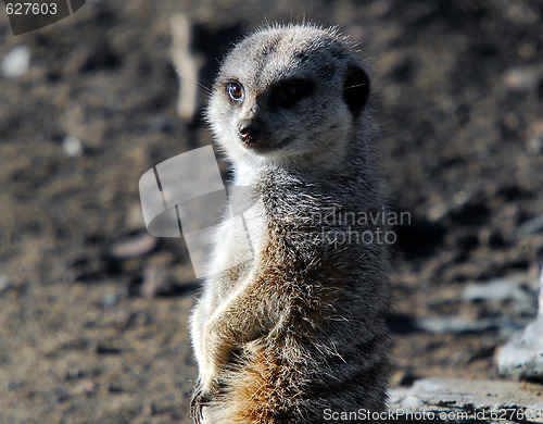 Image of Meerkat (Suricata suricatta)