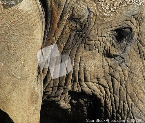 Image of Elephants (Elephantidae) 