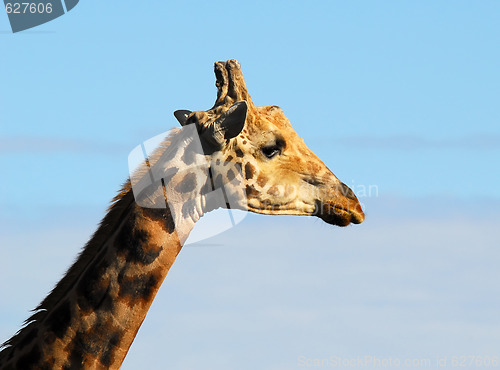 Image of Giraffe (Giraffa camelopardalis)