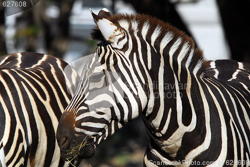 Image of Plains Zebra (Equus quagga)