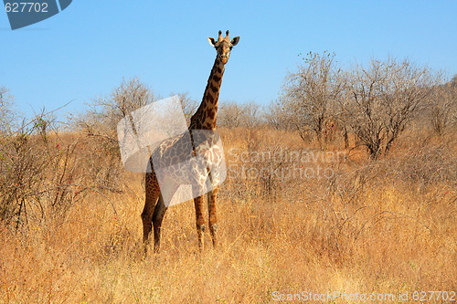 Image of Giraffe in the bush