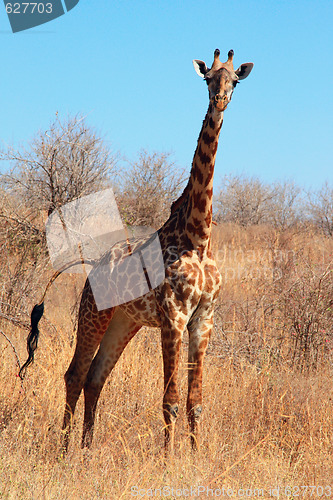 Image of Giraffe in the bush