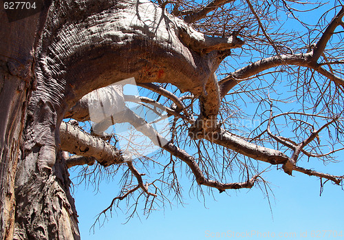 Image of Baobab tree crown