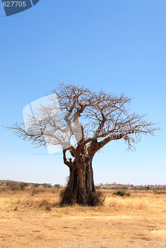 Image of baobab tree in savannah