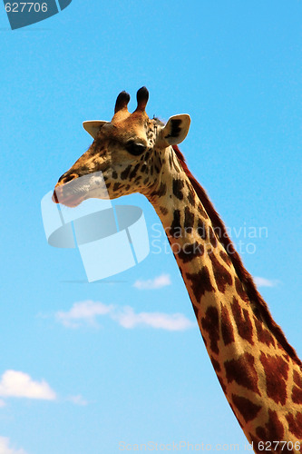 Image of giraffe on sky portrait