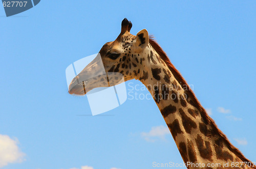 Image of giraffe on sky landscape