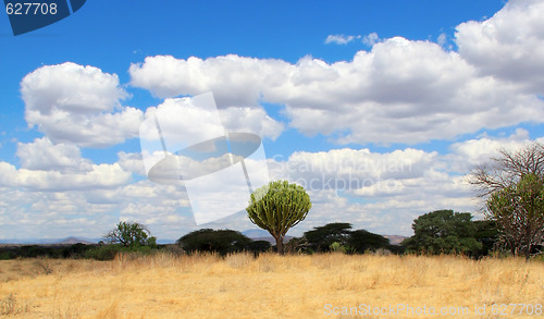 Image of central african bushy landscape with cactus