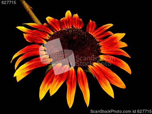 Image of sunflower