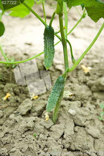 Image of Cucumbers