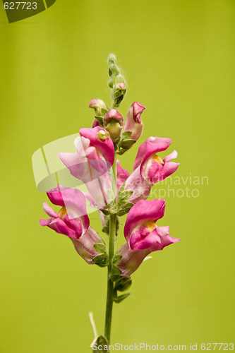 Image of Antirrhinum