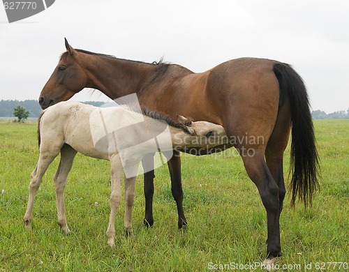 Image of Foal suckling his mother