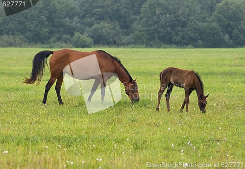 Image of Horse with her foal