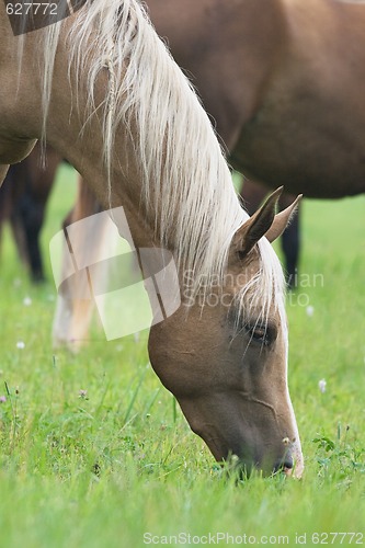 Image of Pasturing horse