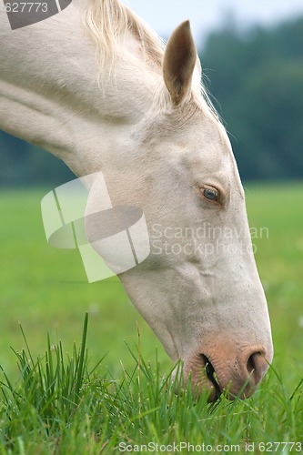 Image of White horse