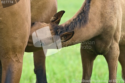 Image of Foal suckling his mother