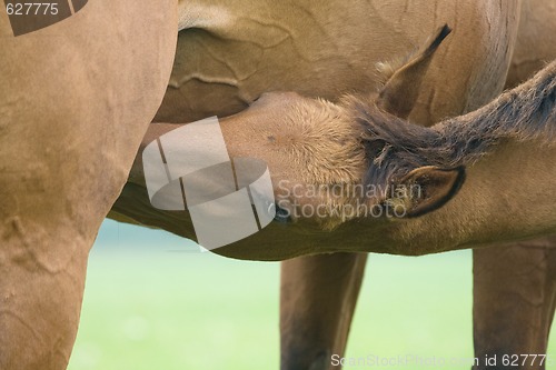 Image of Foal suckling his mother