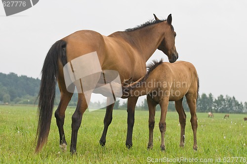 Image of Foal suckling his mother