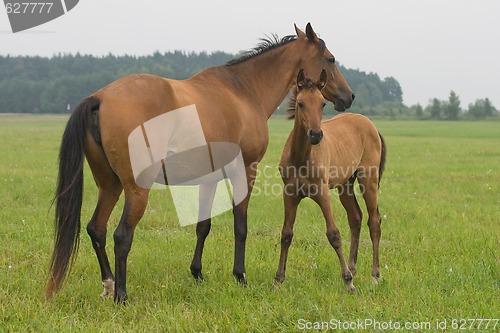 Image of Horse with her foal