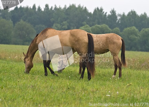 Image of Pasturing horses