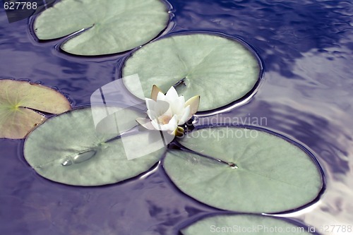 Image of Water lily