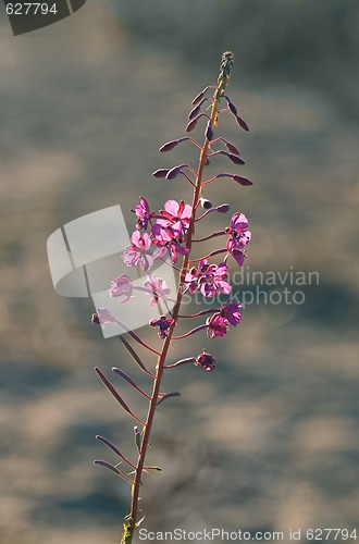 Image of Fireweed