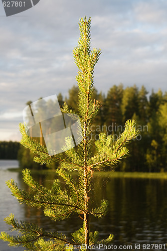 Image of Fir in evening