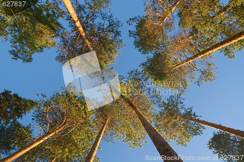 Image of Pine tops