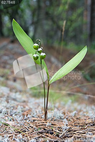 Image of Lily of the valley