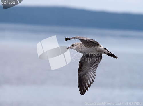 Image of Flying seagull