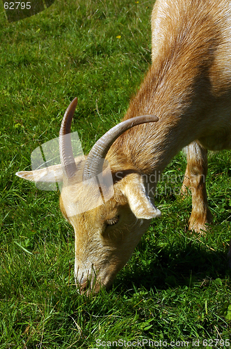 Image of Goat 11