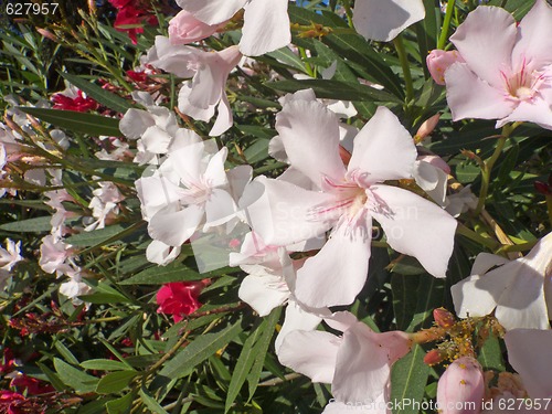 Image of White Oleander Flowers