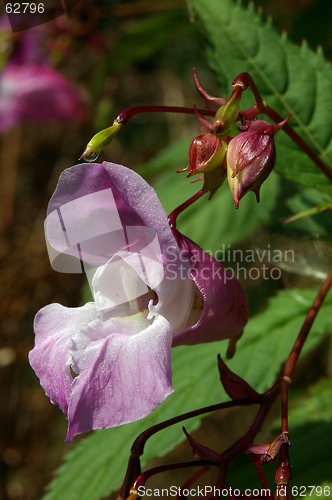 Image of Himalayan Balsam 11