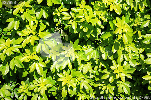 Image of Bush texture