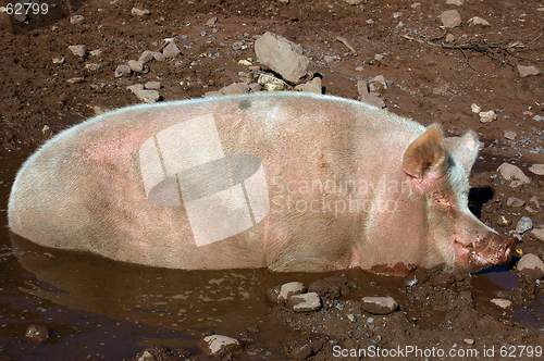 Image of Pig in Mud Hollow 01