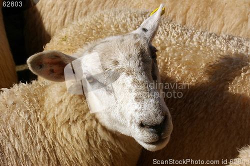 Image of Sheep 15
