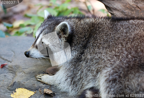 Image of Common Raccoon (Procyon lotor)