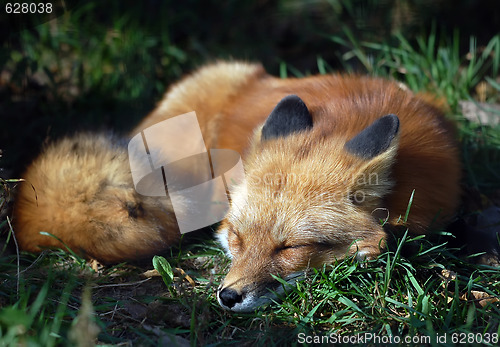 Image of Red Fox (Vulpes vulpes)