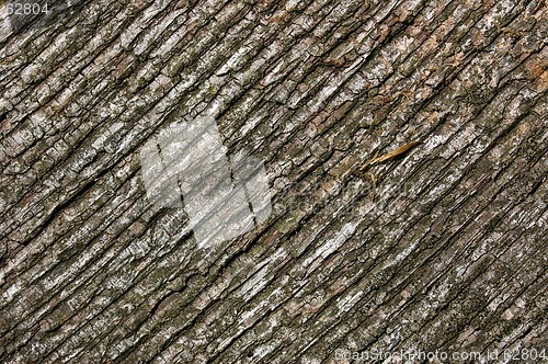 Image of Wood Texture 09