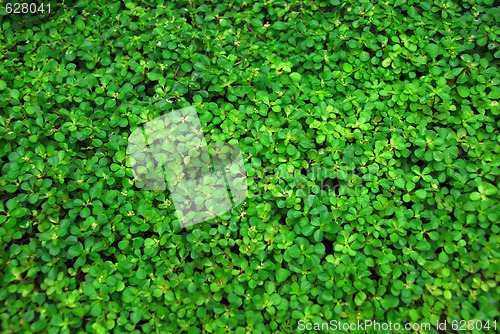 Image of Covered with vegetation