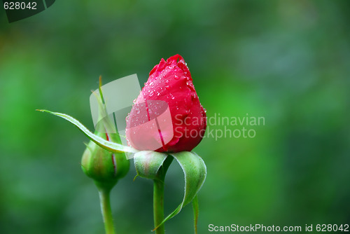 Image of Red rose's buds
